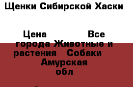 Щенки Сибирской Хаски › Цена ­ 20 000 - Все города Животные и растения » Собаки   . Амурская обл.,Архаринский р-н